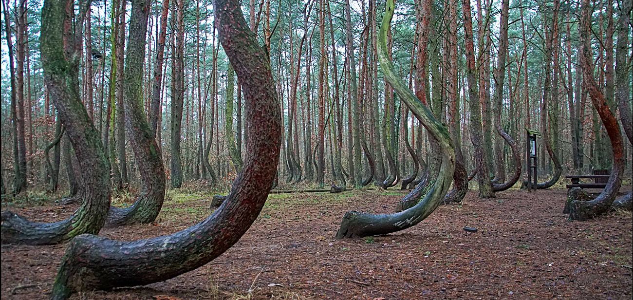El bosque torcido que vuelve loco a los científicos - Un misterioso bosque cuajado de árboles torcidos... | Fueradeserie/viajes | EXPANSION.com