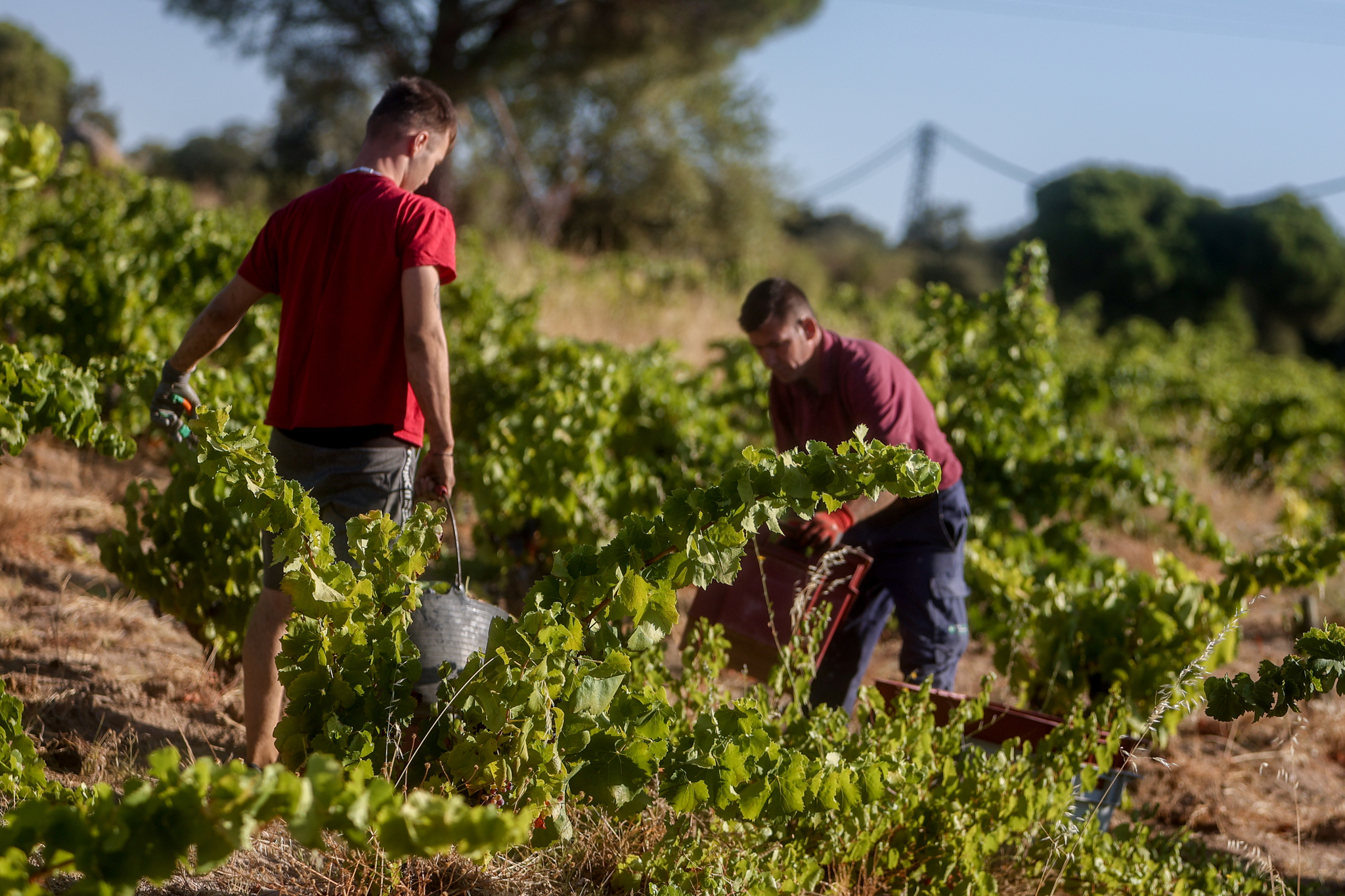 Varios trabajadores en la recogida de uvas en el campo, en San Mart�n de Valdeiglesias, Madrid.