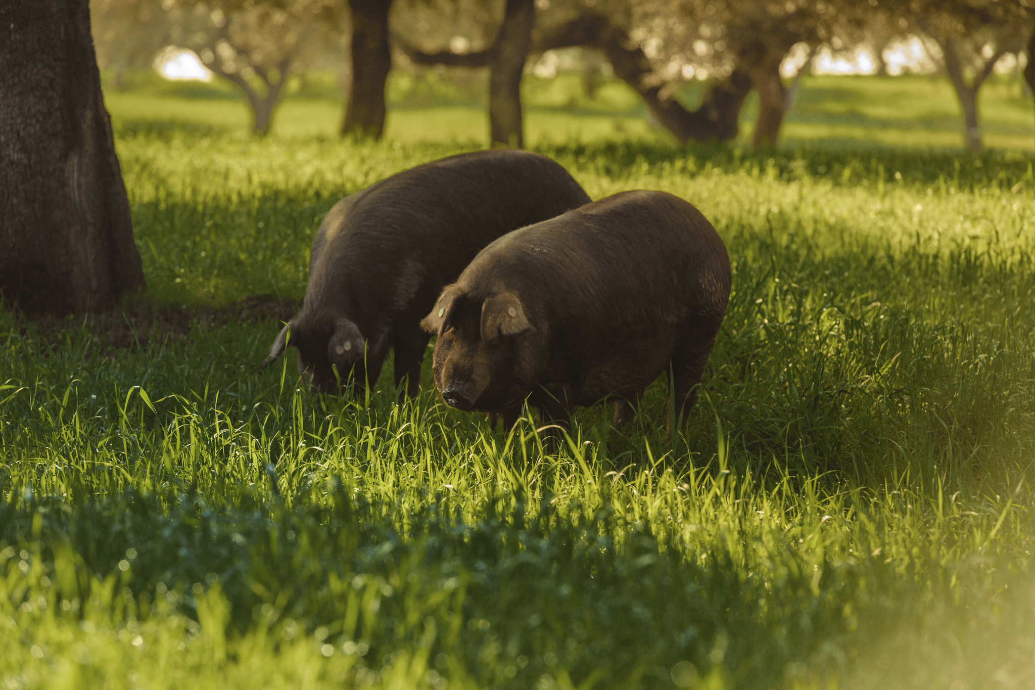 La compañía controla todas las fases del proceso productivo, desde la cría de los animales en sus propias dehesas extremeñas,hasta el matadero, sala de despiece, las bodegas de curación y la sala blanca de Villacastín (Segovia).
