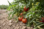 Europa abre la puerta a producir trigo para celíacos y tomates para alérgicos