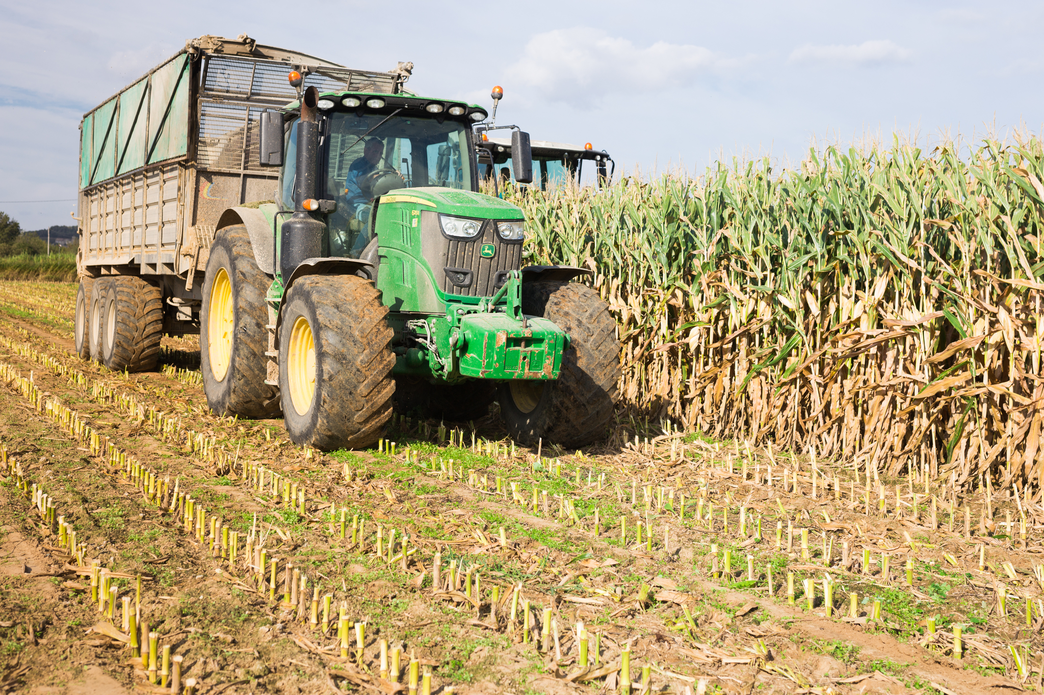 Un tractor recoge la cosecha de ma&iacute;z.