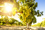 El sector del cava mantiene los precios y adquiere uva por 100 millones de euros