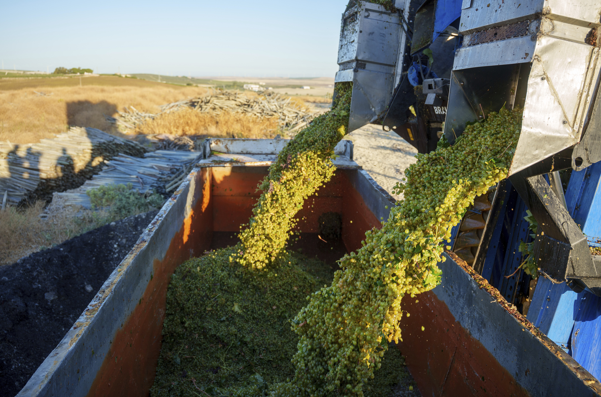 La viticultura, al límite: crisis climática,  falta de mano de obra y precios a la baja