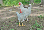 Fuertes y Lusiaves agitan la batalla por el pollo en España