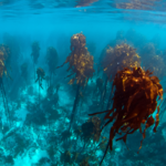 Stirling Square amplía su cartera con la compra de Afrikelp por parte de SAS Group